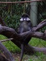 Schmidt’s Guenon